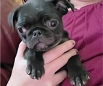 Small #4 Pug