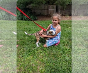 Bear Litter - Winnie - Female Boxer Dog for Adoption - Photo #2