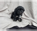 Small #3 Havanese