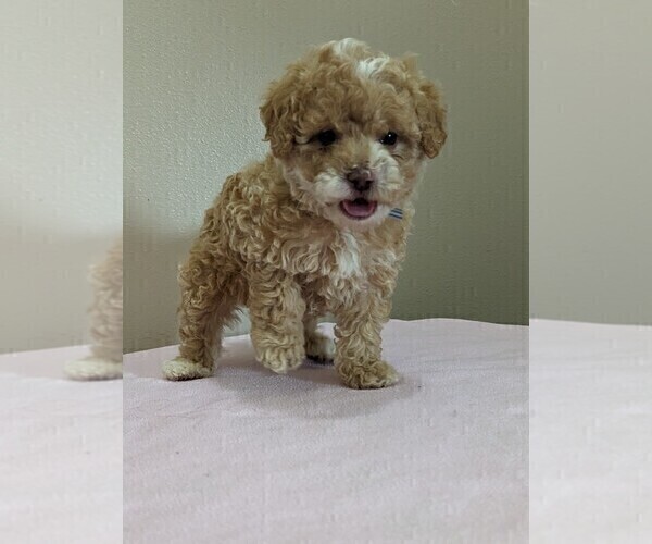Medium Photo #2 Poodle (Miniature) Puppy For Sale in DUNNVILLE, KY, USA