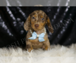 Small #4 Dachshund