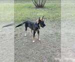 Small #2 Collie Mix