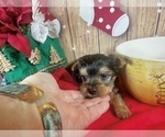 Small #13 Yorkshire Terrier