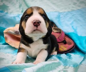 Beagle Puppy for sale in EVERETT, WA, USA
