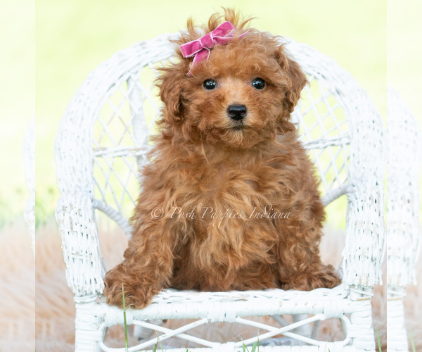 Medium Photo #1 Maltipoo (Toy) Puppy For Sale in WARSAW, IN, USA