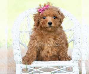 Medium Maltipoo (Toy)