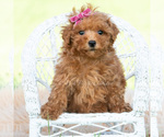 Puppy Summer Maltipoo (Toy)