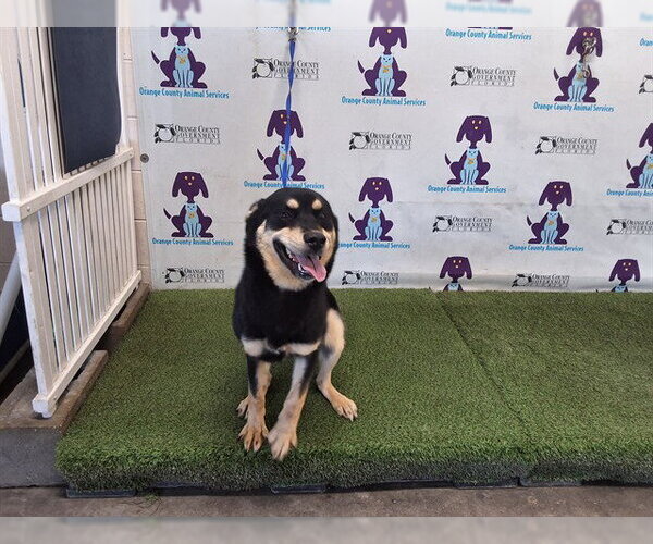 Medium Photo #1 German Shepherd Dog-Unknown Mix Puppy For Sale in Orlando, FL, USA