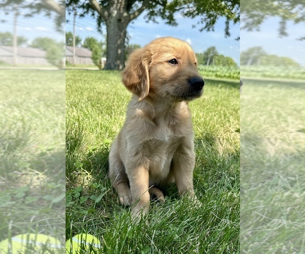 Medium Photo #4 Golden Retriever Puppy For Sale in GREENFIELD, IN, USA
