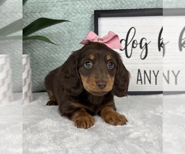 Medium Photo #4 Dachshund Puppy For Sale in FRANKLIN, IN, USA