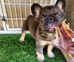 Small Photo #6 French Bulldog Puppy For Sale in LAS VEGAS, NV, USA