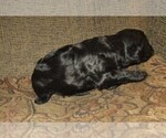 Small Photo #13 Aussie-Poo-Aussiedoodle Mix Puppy For Sale in LINCOLN, AL, USA