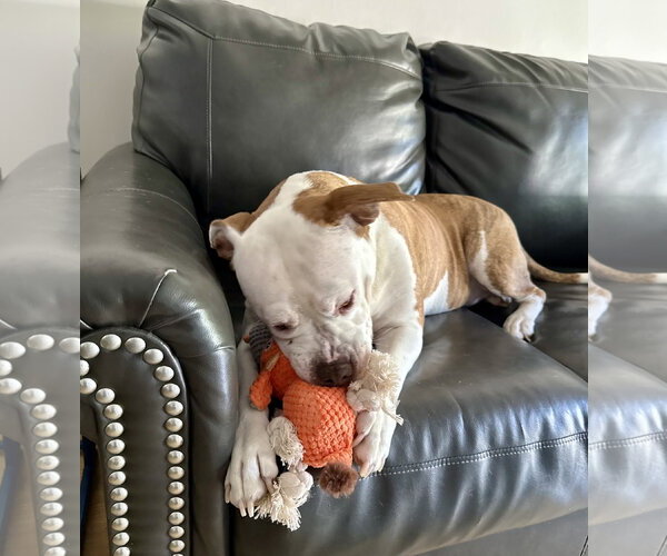 Medium Photo #32 Mutt Puppy For Sale in Mount Laurel, NJ, USA