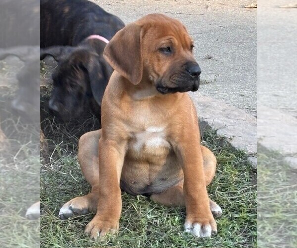 Medium Photo #9 Cane Corso Puppy For Sale in FAYETTEVILLE, NC, USA