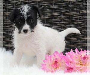 Jack Russell Terrier-Poodle (Toy) Mix Puppy for sale in FREDERICKSBURG, OH, USA