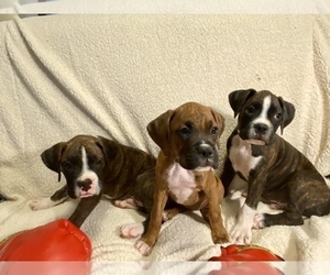 Boxer Puppy for sale in HALIFAX, MA, USA