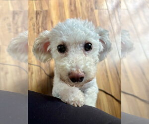 Bichpoo Dogs for adoption in St. Louis Park, MN, USA