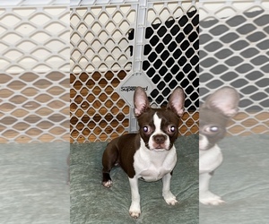 Boston Terrier Puppy for sale in CARTERET, NJ, USA