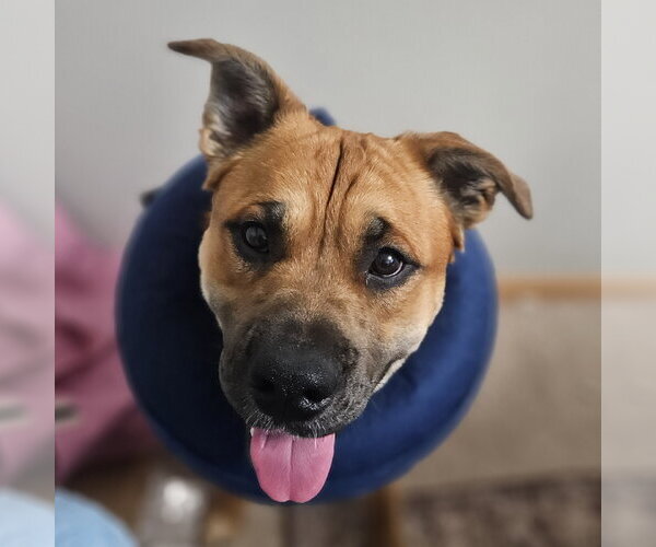 Medium Photo #5 Mutt Puppy For Sale in Fargo, ND, USA