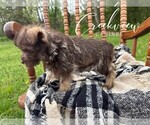 Small Photo #9 Schnauzer (Miniature) Puppy For Sale in NIANGUA, MO, USA