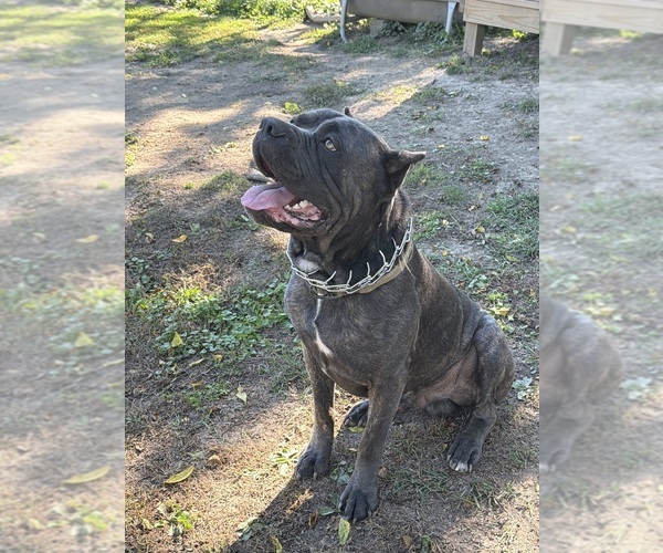 Medium Photo #1 Cane Corso Puppy For Sale in HUNTINGTON, IN, USA