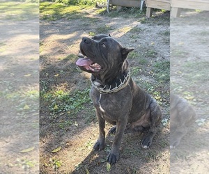 Father of the Cane Corso puppies born on 08/08/2026