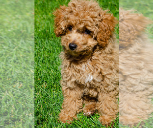 Poodle (Miniature) Puppy for sale in BROOMFIELD, CO, USA