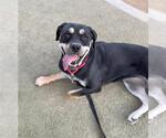 Small #2 Rottweiler Mix