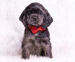 Small #3 Cocker Spaniel