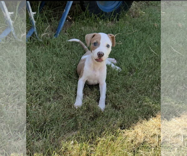 Medium Photo #1 Mutt Puppy For Sale in Euless, TX, USA