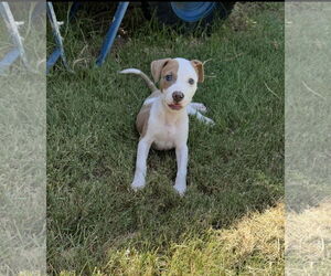 Mutt Dogs for adoption in Euless, TX, USA