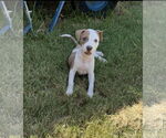 Small Mutt