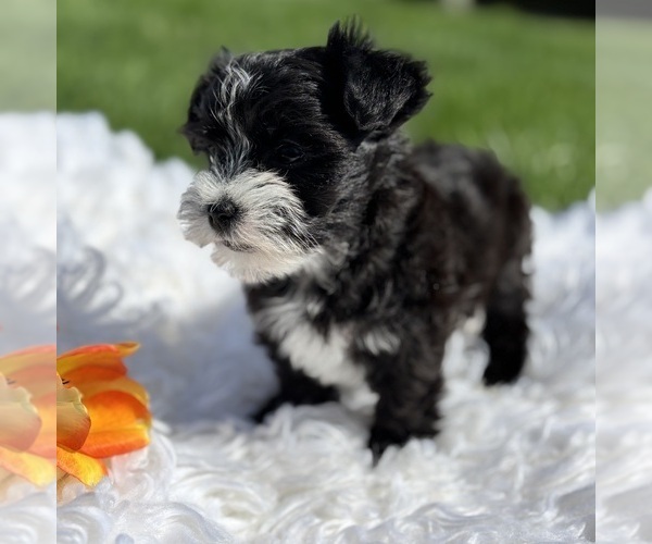Medium Photo #4 Morkie Puppy For Sale in ROCK STREAM, NY, USA