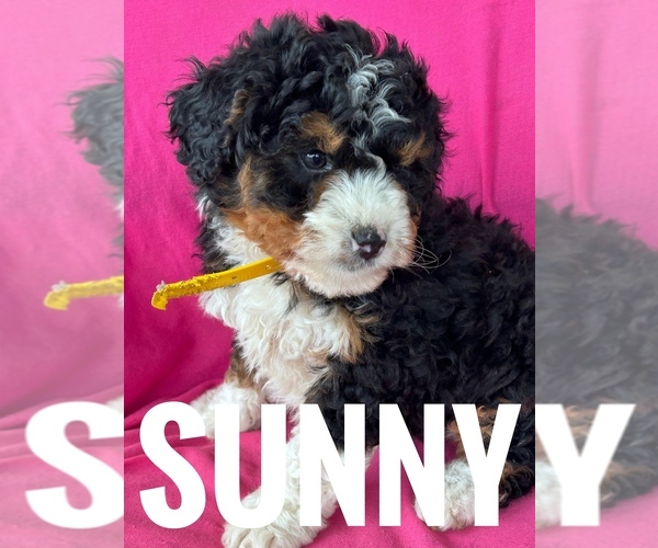 Medium Photo #5 Bernedoodle (Miniature) Puppy For Sale in BOWLING GREEN, KY, USA
