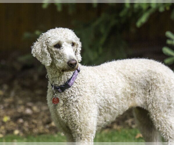 Medium Photo #6 Goldendoodle Puppy For Sale in Farmington, MN, USA