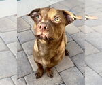 Small #5 Chihuahua Mix