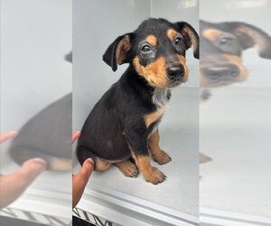 Labrottie Dogs for adoption in Houston, TX, USA