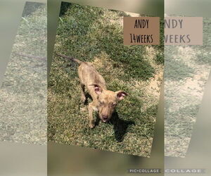 Labrador Retriever-Unknown Mix Dogs for adoption in Woodbury, NY, USA