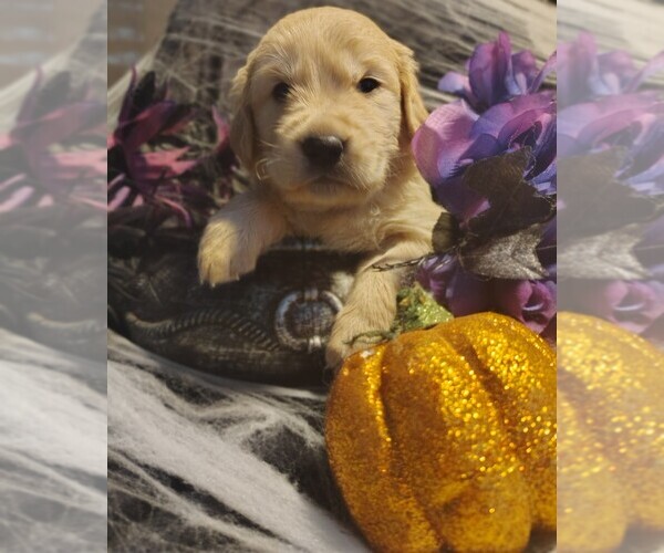 Medium Photo #26 Golden Retriever Puppy For Sale in MODESTO, CA, USA