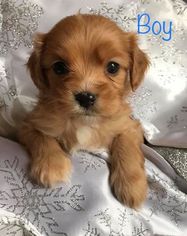 Cavalier King Charles Spaniel-Shorkie Tzu Mix Puppy for sale in LANSING, NY, USA