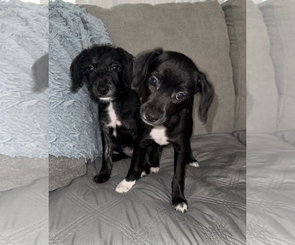 Medium Photo #4 Poodle (Miniature)-Unknown Mix Puppy For Sale in Valrico, FL, USA