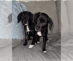 Small #3 Poodle (Miniature) Mix