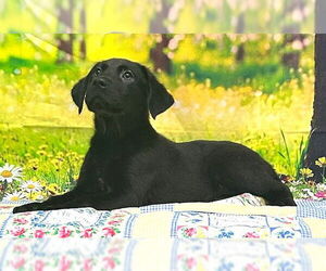 Labrador Retriever-Unknown Mix Dogs for adoption in Wetumpka, AL, USA