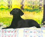 Small Labrador Retriever Mix