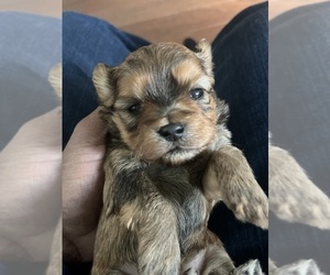 Medium YorkiePoo