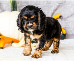 Small #2 Cocker Spaniel