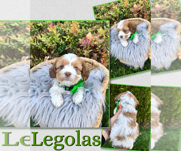 Medium Photo #5 Cockapoo (Toy) Puppy For Sale in PAYETTE, ID, USA