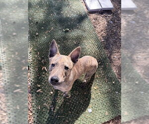 Mutt Dogs for adoption in Sandy, UT, USA
