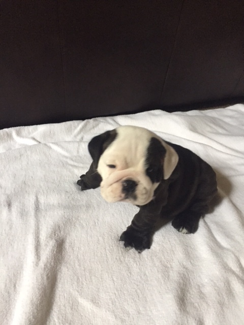 Medium Photo #2 Bulldog Puppy For Sale in HEATHROW, FL, USA