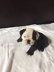 Small Photo #2 Bulldog Puppy For Sale in HEATHROW, FL, USA